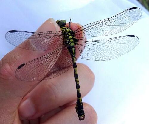 Réf. 304 828 : Onychogomphus forcipatus